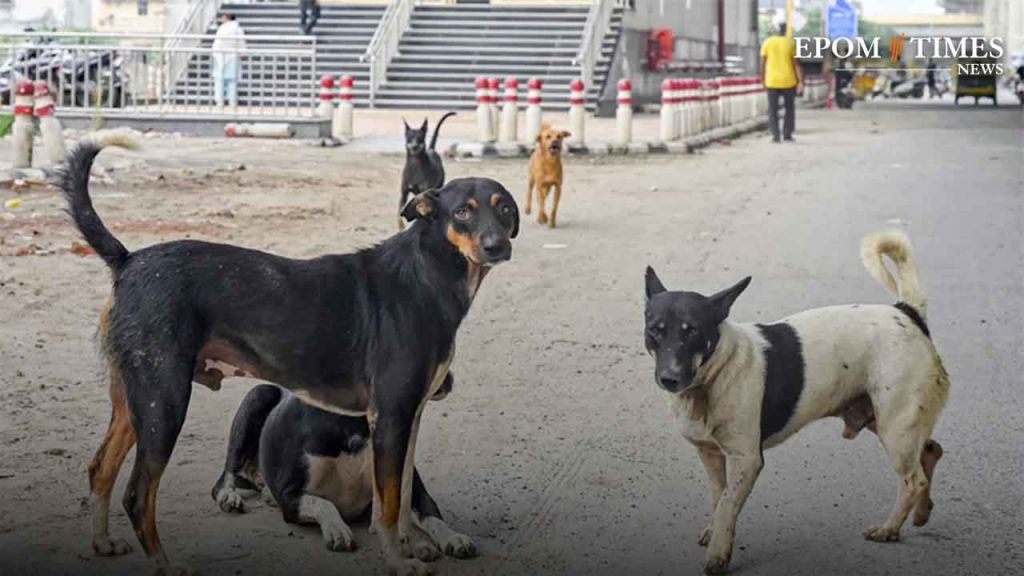 Supreme Court Reserves Verdict on Plea Against Stray Dog Relocation in Delhi-NCR